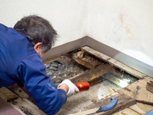 Best Residential Mold Removal  in Union Gap, WA