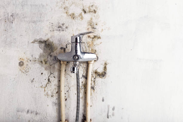 Best Commercial Mold Removal  in Union Gap, WA