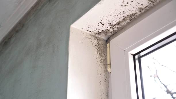 Best Fast Mold Removal  in Union Gap, WA