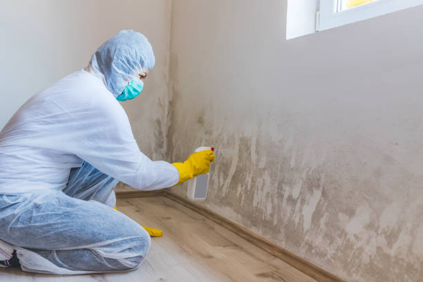 Best Mold Damage Repair  in Union Gap, WA