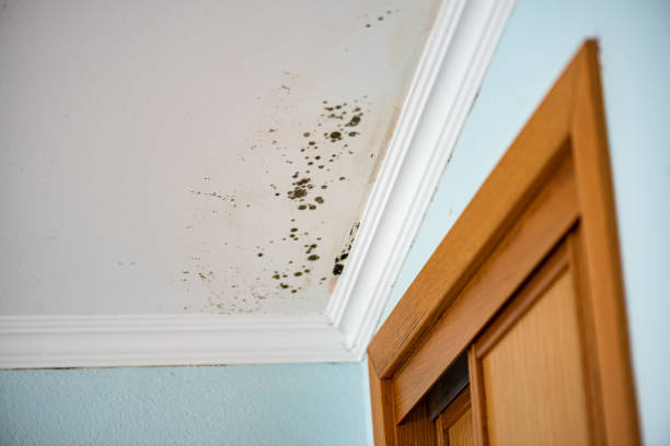 Best Mold Removal Company Near Me  in Union Gap, WA