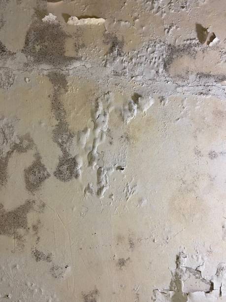 Office Mold Removal Services in Union Gap, WA