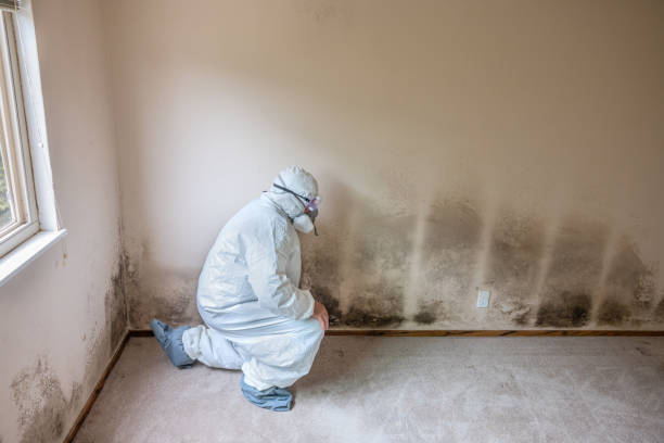Best Mold Remediation  in Union Gap, WA
