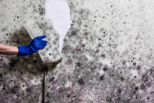 Best Mold Removal Near Me  in Union Gap, WA