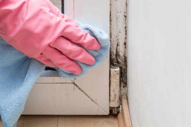 Best Water Damage Restoration  in Union Gap, WA