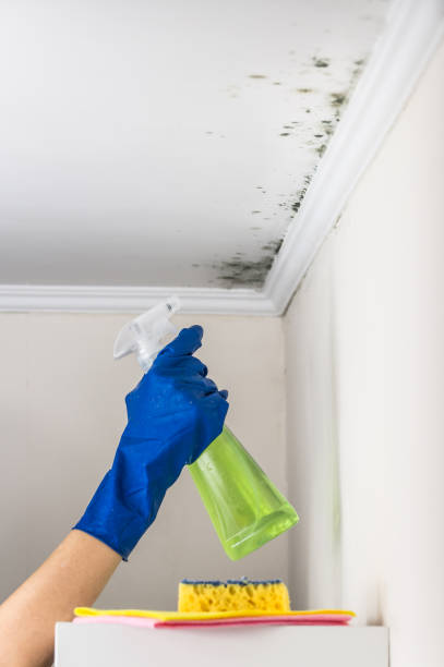 Best Best Mold Removal Companies  in Union Gap, WA